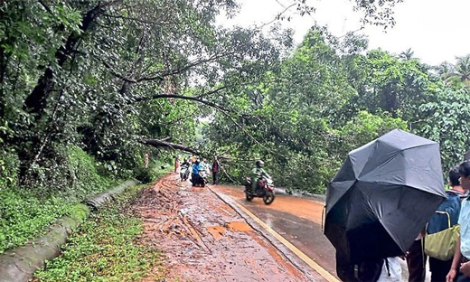 Heavy rain uproots massive tree, disrupts traffic on Mani&ndash;Mysuru Road